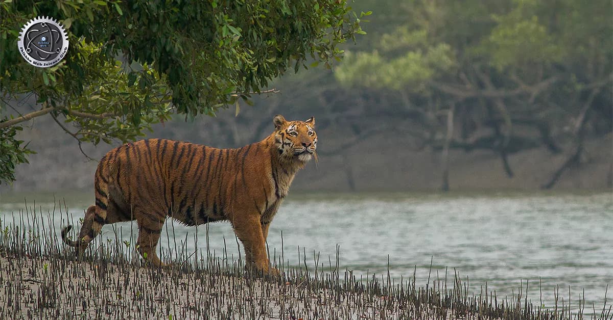 Sundarbans